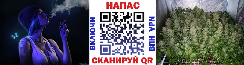 Конопля гибрид  Феодосия 